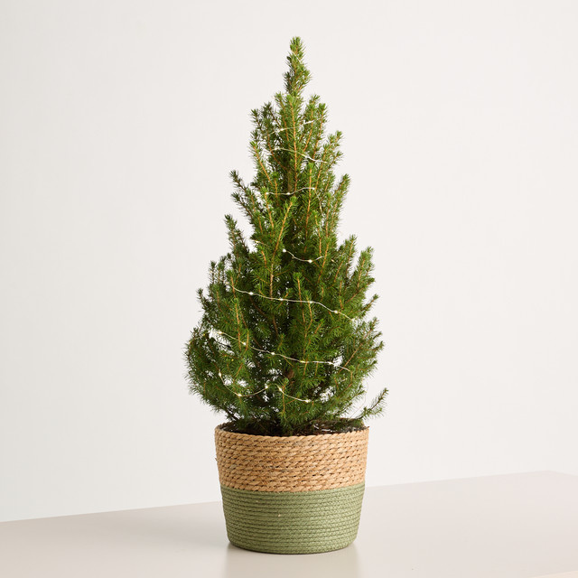 BLUME2000 Picea Bäumchen in grünem Seegras-Korb, Höhe: 75 cm - Bild 1