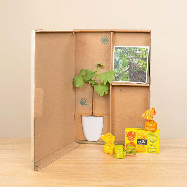 BLUME2000 Ginkgo Pflanze in grünem Topf mit Pflanzenfasern, Höhe: 30,0 cm - Bild 1