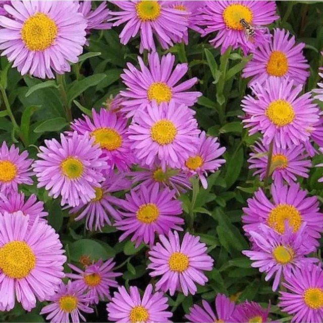 Alpenaster Happy End Aster alpinus lila Staude für den Steingarten - Bild 1