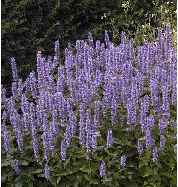 Mexikonessel Pink Beauty Agastache rugosa - Pinkfarbene Gewürz- und Teepflanze als Staude - Bild 1