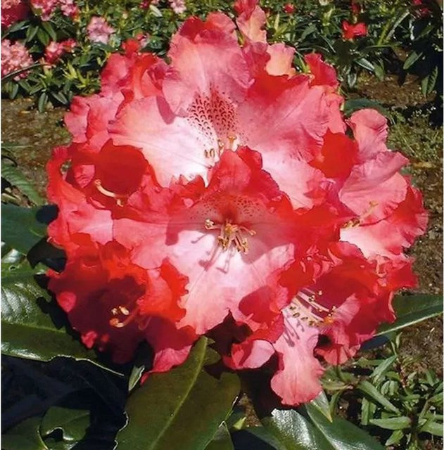 INKARHO Rhododendron Berliner Liebe Alpenrose, pinker Strauch, 25-30 cm - Bild 1