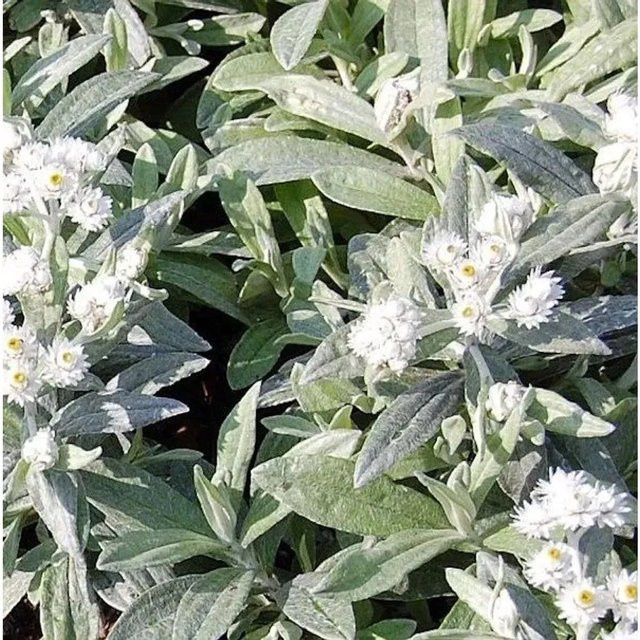 Perlkörbchen Sommerschnee Anaphalis triplnervis - Weiße Staude und Bodendecker im Topf - Bild 1