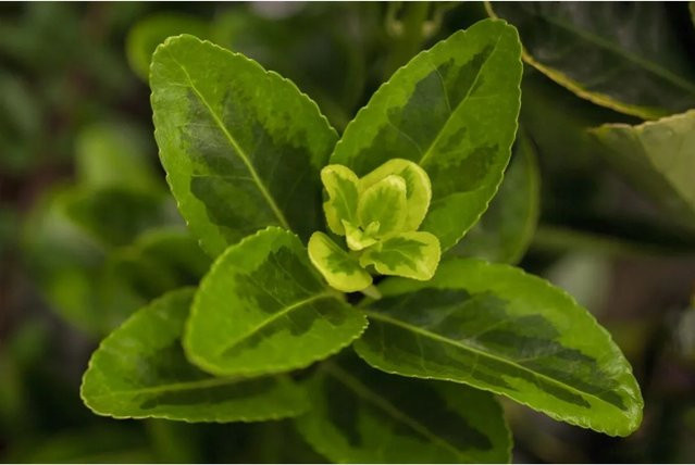 Euonymus Japonicus Aureomarginatus Spindelstrauch Gelb-Grün 30–40 cm - Bild 1