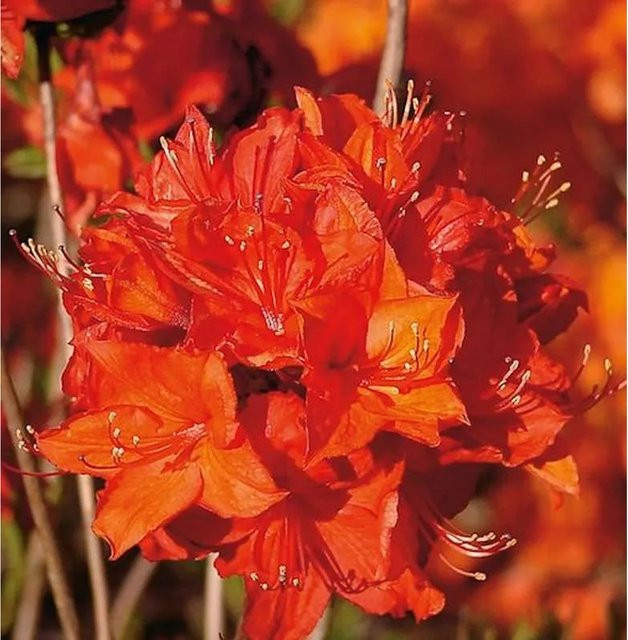 Azalee Parkfeuer Rhododendron luteum Alpenrose als Zierstrauch für den Garten - Bild 1