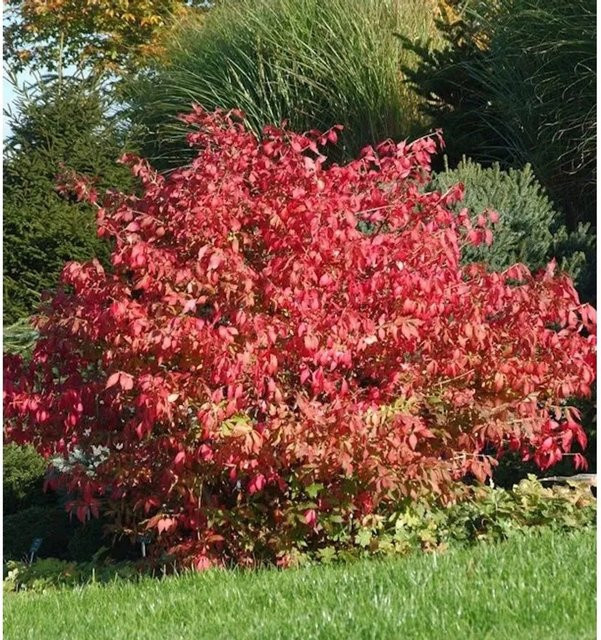 Euonymus alatus Flügel-Spindelstrauch in Grün und Rot, Höhe: 100-125 cm - Bild 1