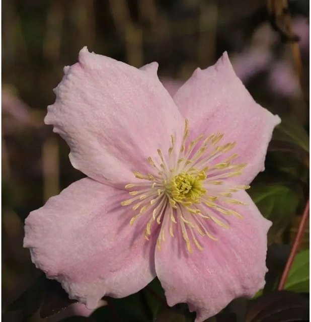 Clematis montana Berg Waldrebe Mayleen Kletterpflanze für den Garten, Höhe: 60-80 cm - Bild 1