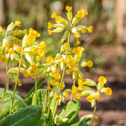 Gelbe Wiesen-Schlüsselblume als Dekoration - Bild 1