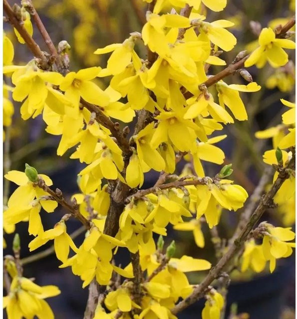 Forsythie Lynwood gelbe Heckenpflanze Höhe: 80-100 cm - Bild 1