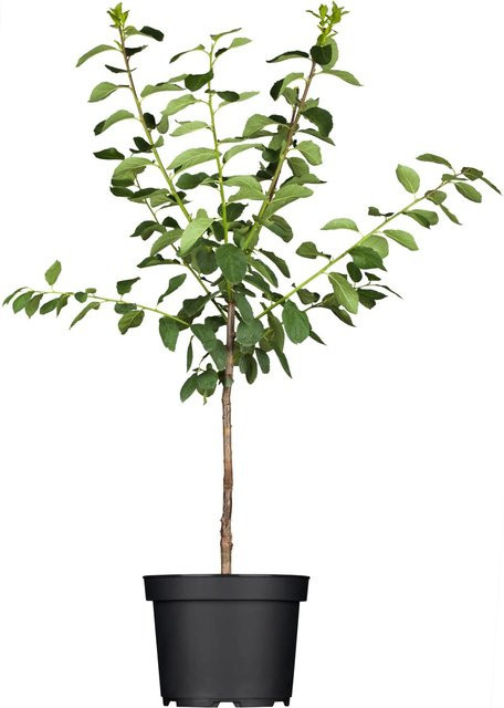 GROW by OBI Bio Mirabelle Nancy Prunus gelbe Fruchtbaum-Pflanze, Höhe: 120 - 140 cm - Bild 1