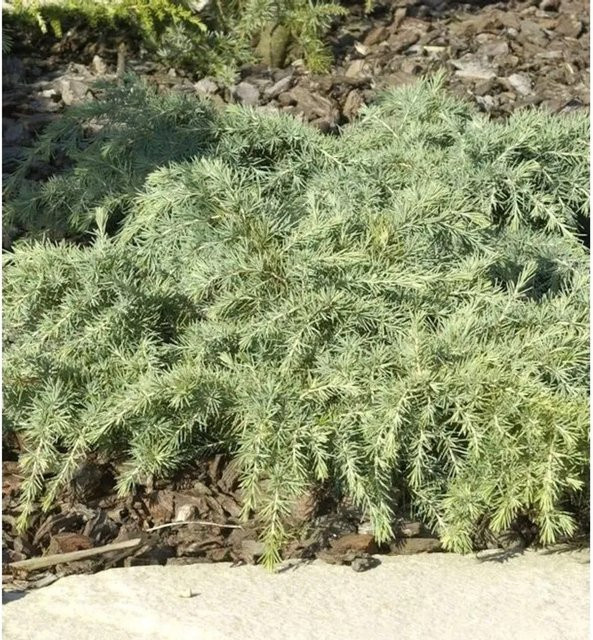 Himalaya Zeder Feelin Blue Cedrus deodara Konifere blau-grün Höhe: 60-80 cm - Bild 1
