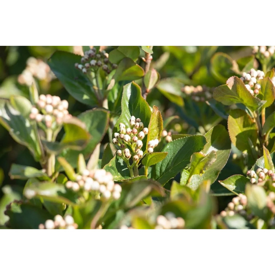 Aronia Melanocarpa Schwarze Apfelbeere als Zierstrauch für Garten und Gemüsebeet, Höhe: 60–80 cm - Bild 2