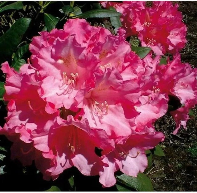 Rhododendron Kalinka Alpenrose in Pink von Nr-01.de als Heckenpflanze für Gärten - Bild 1