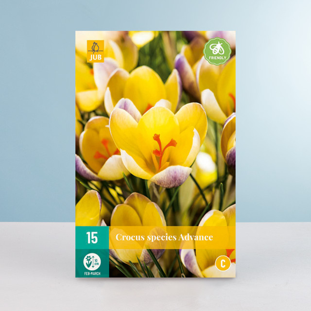 Botanischer Krokus Advance von BLUME2000 mit 15 Knollen für Frühling und Garten - Bild 1
