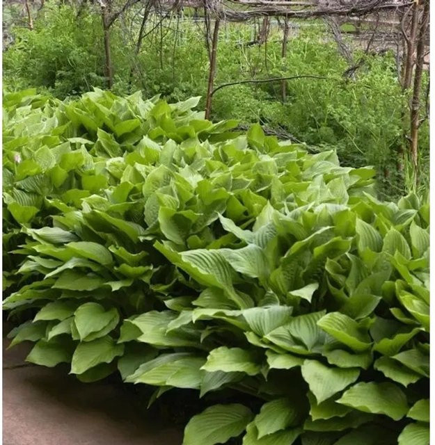 Hosta undulata Schmalblattfunkie Erromena grüne Staude als Bodendecker - Bild 1