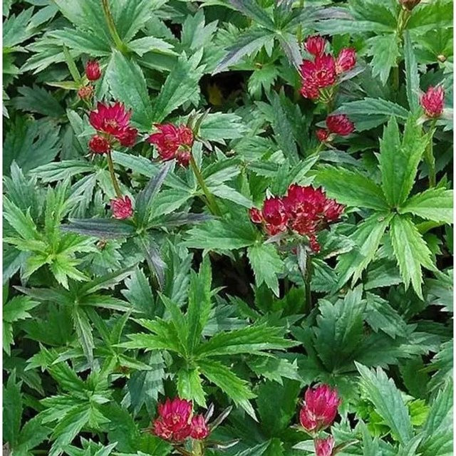 Astrantia major Sterndolde Primadonna als mehrjährige Pflanze für den Außenbereich - Bild 1