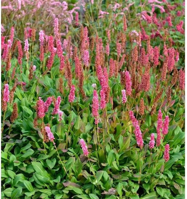 Kerzenknöterich Lisan Persicaria amplexicaulis als mehrjährige Pflanze für den Außenbereich von Nr-01.de - Bild 1