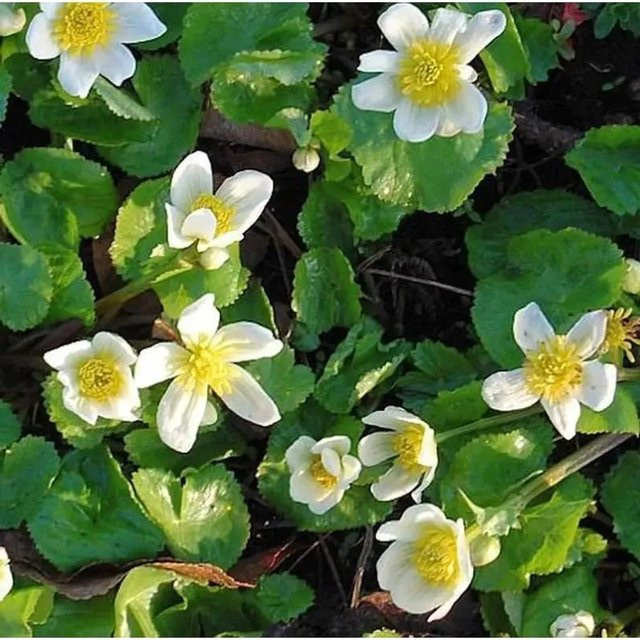 Sumpfdotterblume Alba Caltha palustris weiße Staude im Topf - Bild 1