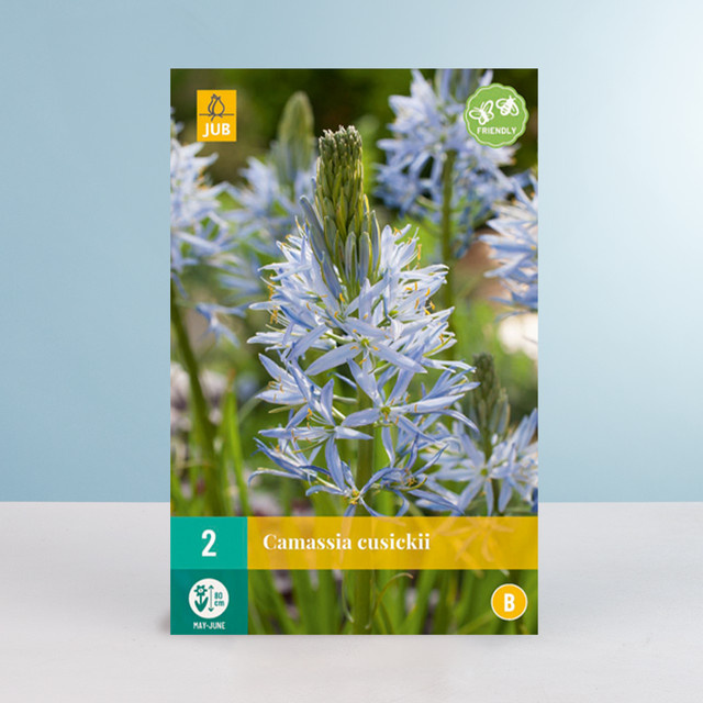 Prärielilie BLUME2000 mit 2 Zwiebeln für deinen Garten - Bild 1