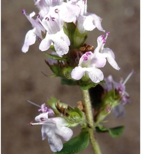 Weisser Polsterthymian Thymus praecox als weisser Bodendecker und Strauch von Nr-01.de - Bild 1