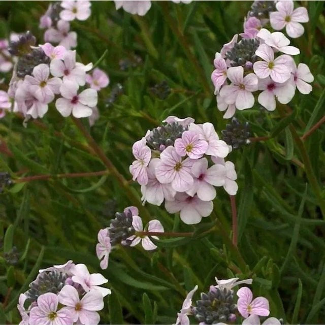 Großblumige Steintäschel Aethionema grandiflorum als mehrjährige Pflanze für den Steingarten - Bild 1