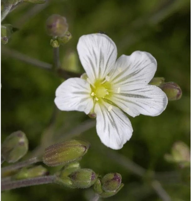 Minuartia aricifolia Felsenmiere als weißer mehrjähriger Bodendecker für Steingärten und Staudengärten - Bild 1