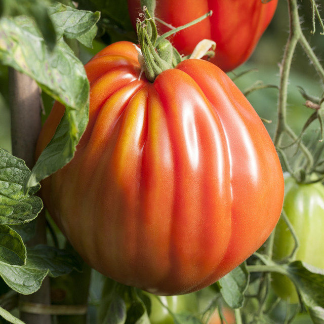 BIO Veredelte Ochsenherz-Tomate Corazon von BLUME2000 - Bild 1