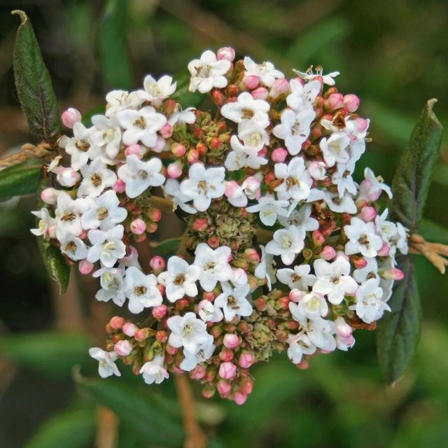Arborix Osterschneeball Anne Russell Viburnum burkwoodii mit duftenden weißen Blüten, Containerpflanze, Höhe: 50 bis 60 cm - Bild 1