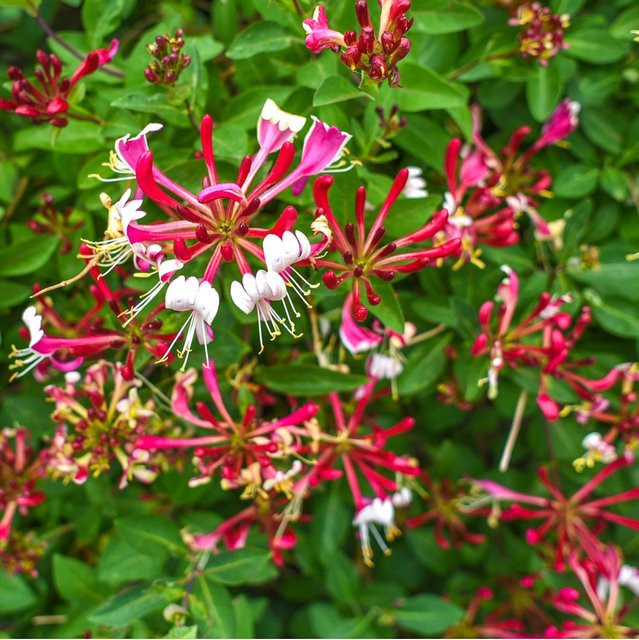 Feuer-Geißblatt Kletterpflanze in Rosa für deinen Garten und Balkon - Bild 1