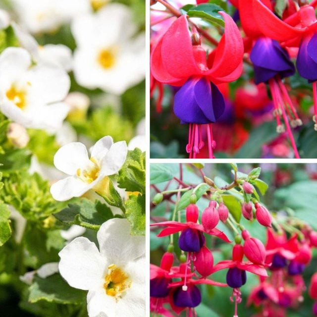 6er Set Dauerblühende Schattenkünstler Balkonblumen von Mein schöner Garten Shop in Fuchsia und Rot - Bild 1