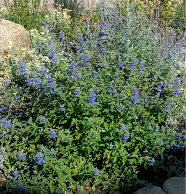 Caryopteris clandonensis Bartblume Great Blue blaue Gartenstaude - Bild 1