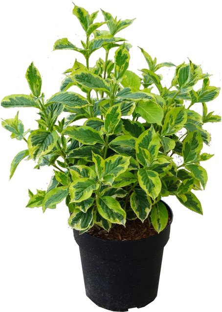 Weigela florida White Lightning Zierstrauch für Garten und Beete, Höhe: 50-60 cm - Bild 1