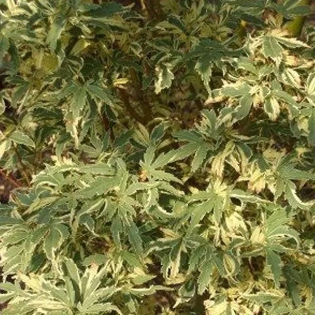 Arborix Fächerahorn Butterfly Acer palmatum mit panaschiertem Laub im Container - Bild 1