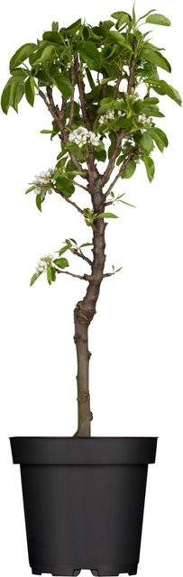 GROW by OBI Zwergbirne Pyrus communis im Topf, Höhe: 40 - 60 cm - Bild 1