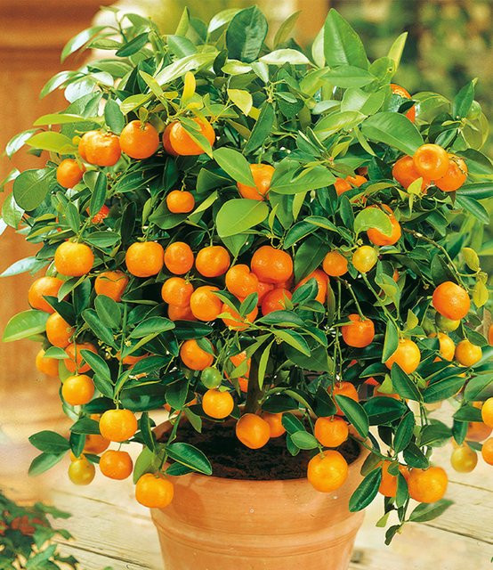Orangen-Bäumchen - Bild 1