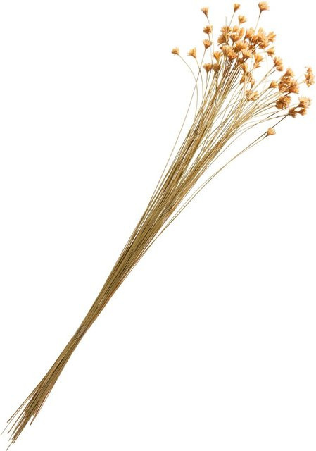 Hillflower Trockenblumen Bouquet in Natur Beige - Bild 1