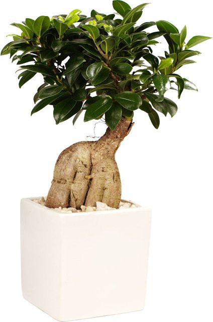 Ginseng-Bonsai Ficus in weißem Keramiktopf von Mein schöner Garten Shop - Bild 1