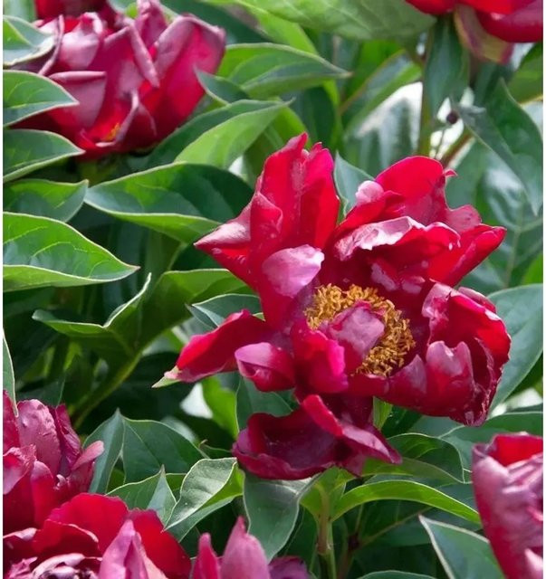 Edelpfingstrose Flame Paeonia actiflora in Rot - Bild 1