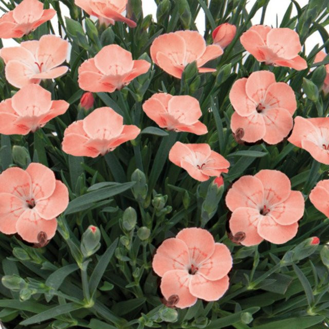 Gartennelke Peach Party rosa als mehrjährige Pflanze für Garten und Balkon - Bild 1