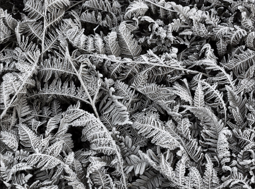 Rebel Walls Mural Frost Leaf Wandtattoo in Grau im skandinavischen Floral-Design - Bild 1