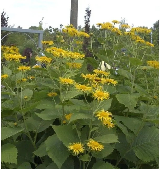 Riesenalant Inula magnifica gelbe Staude für den Garten von Nr-01.de - Bild 1
