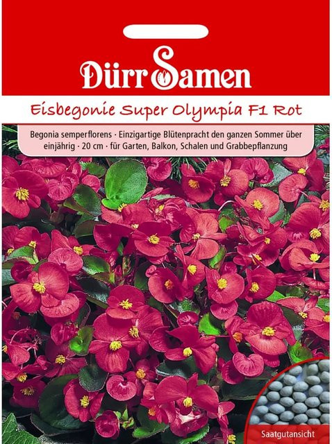 Dürr Eisbegonie Super Olympia F1 Saatgut Rot Einjährig 100 g - Bild 1