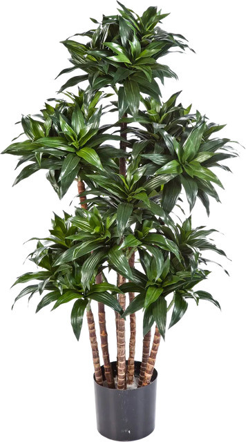 Künstlicher Drachenbaum Oliveira von Aplanta in Grün, Höhe: 120 cm - Bild 1