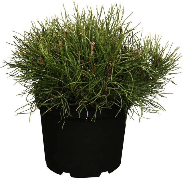 OBI Kriech-Kiefer Pinus Kleinstrauch Bodenbedeckung, Höhe: 10 - 20 cm, Topf-Durchmesser: 5 cm - Bild 1