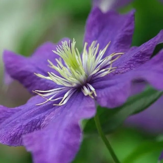 Clematis Waldrebe Rhapsody mit tiefblauen Blüten von Arborix im Container, Höhe: 60 cm - Bild 1