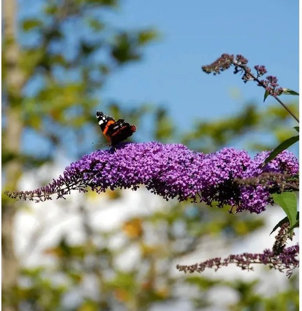 Sommerflieder Buddleja Fascination in Lila, Zierstrauch für den Garten - Bild 1