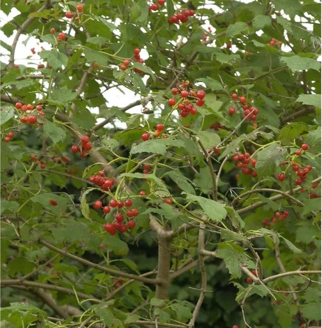 Zwerg Schneeball Viburnum opulus als Zierstrauch in Weiß und Rot, Höhe: 30-40 cm - Bild 1