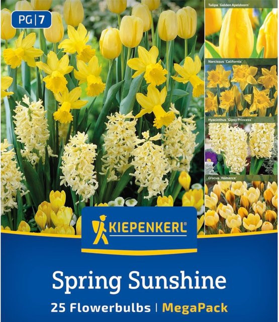 Kiepenkerl Mega Pack Sunny Bloom gelbe Zwiebelblumen mit 25 Stück - Bild 1