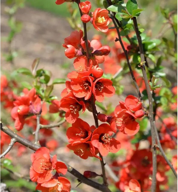 Zierquitte Etna Chaenomeles Heckenpflanze für den Garten in Rot und Gelb, Höhe: 40-60 cm - Bild 1
