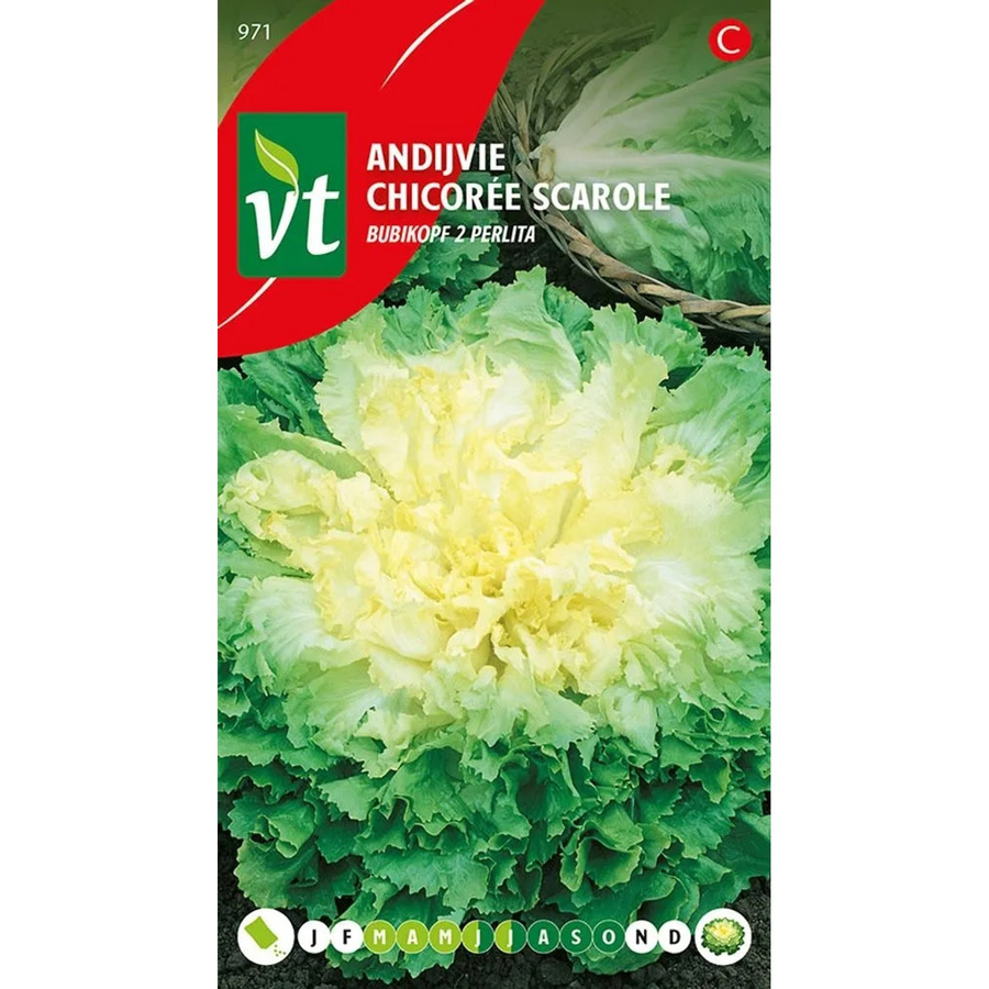 Arborix Endivie Perlita Saatgut, 2 g, knackiges Gemüse für Garten und Zuhause - Bild 2