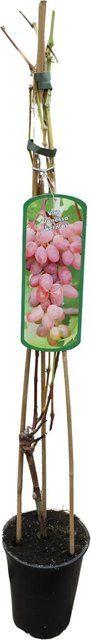 GROW by OBI Weinrebe Vanessa Rosarot Vitis vinifera im Topf, Höhe: 80-100 cm - Bild 1